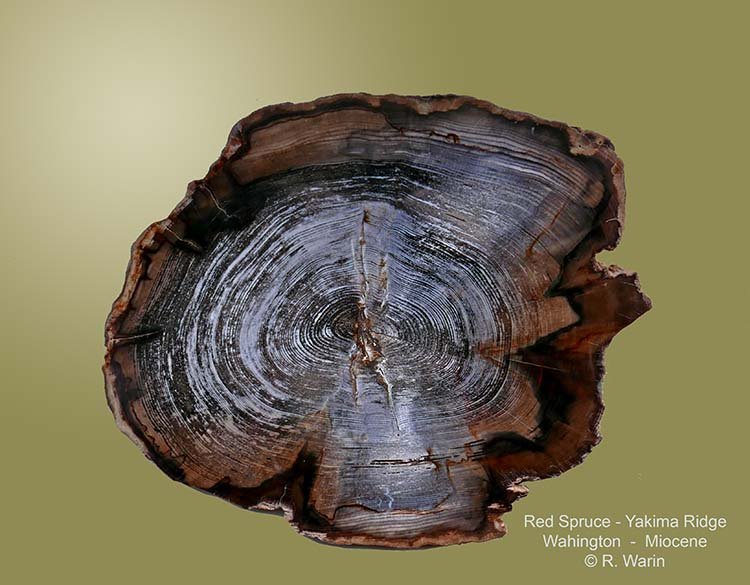 Bois-fossile-50421_R.jpg