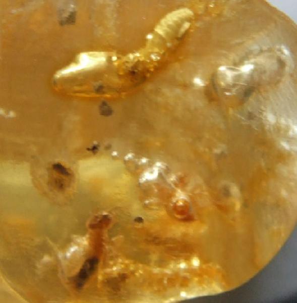insects in Amber.JPG