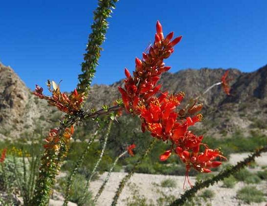 ocotillo.jpg