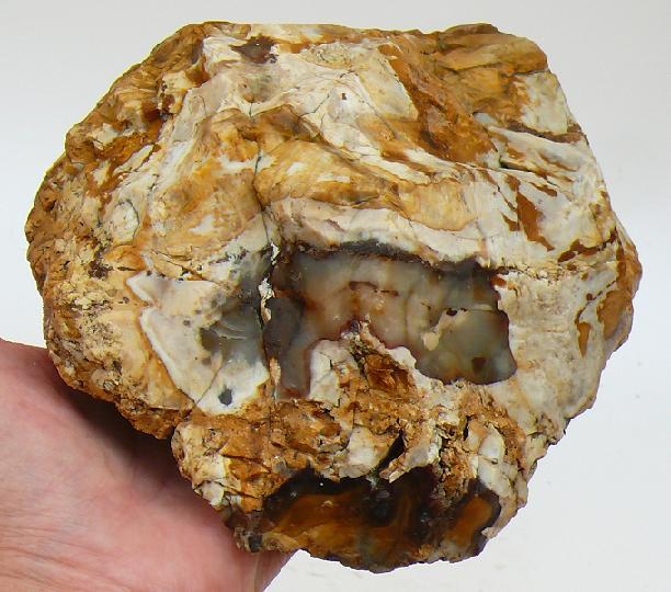 Oreagon opalized petrified wood.JPG