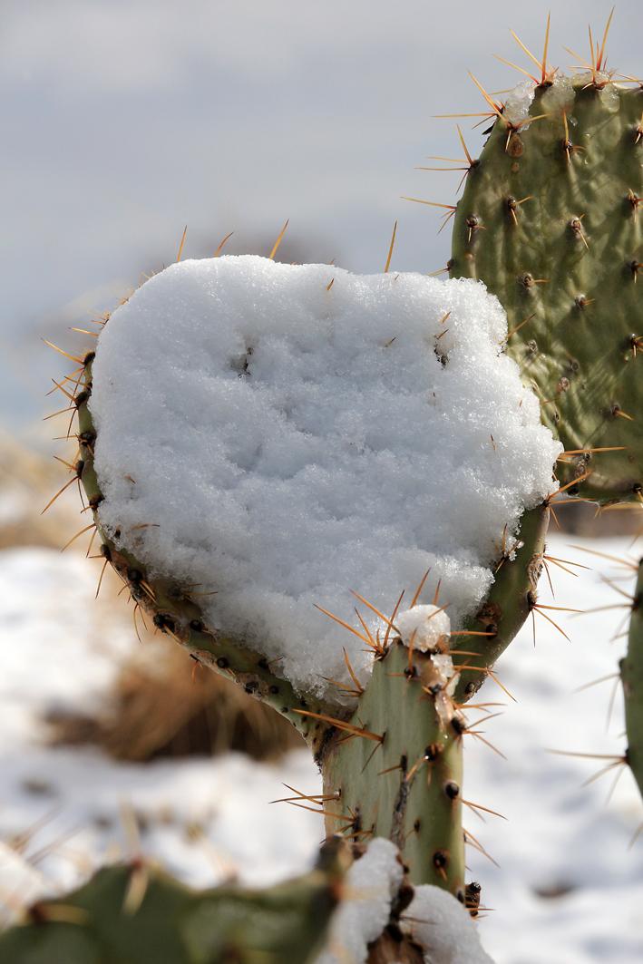 snow in the desert.jpg