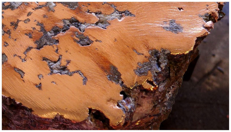 10 - A 130kg native Copper mass cut to reveal near solid Copper core..jpg