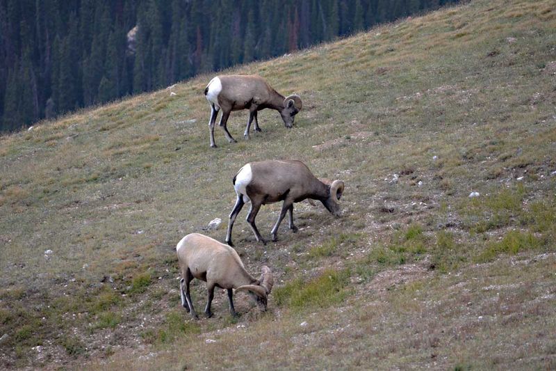 Bighorn rams 2.jpg