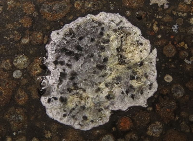 CAI in CV3 NWA chondrite.jpg