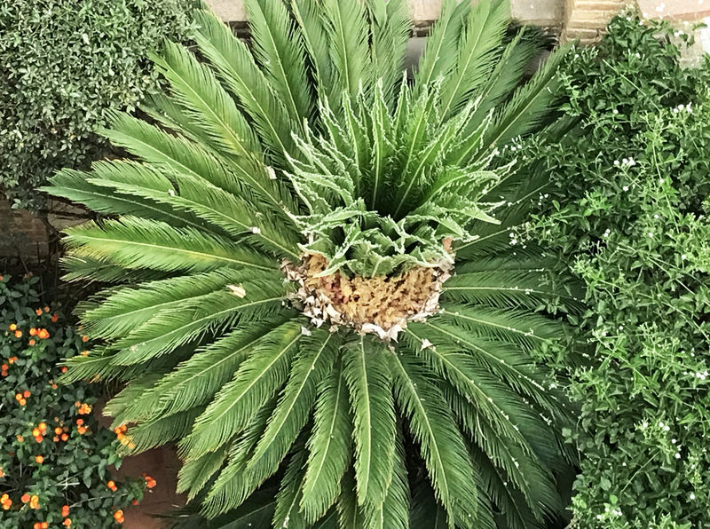 Cycas revoluta.jpg