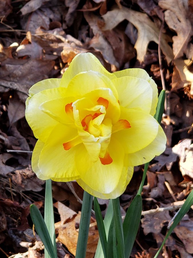Daffodil (2).jpg