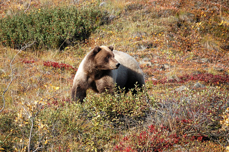 Denali brown bear cropped.jpg