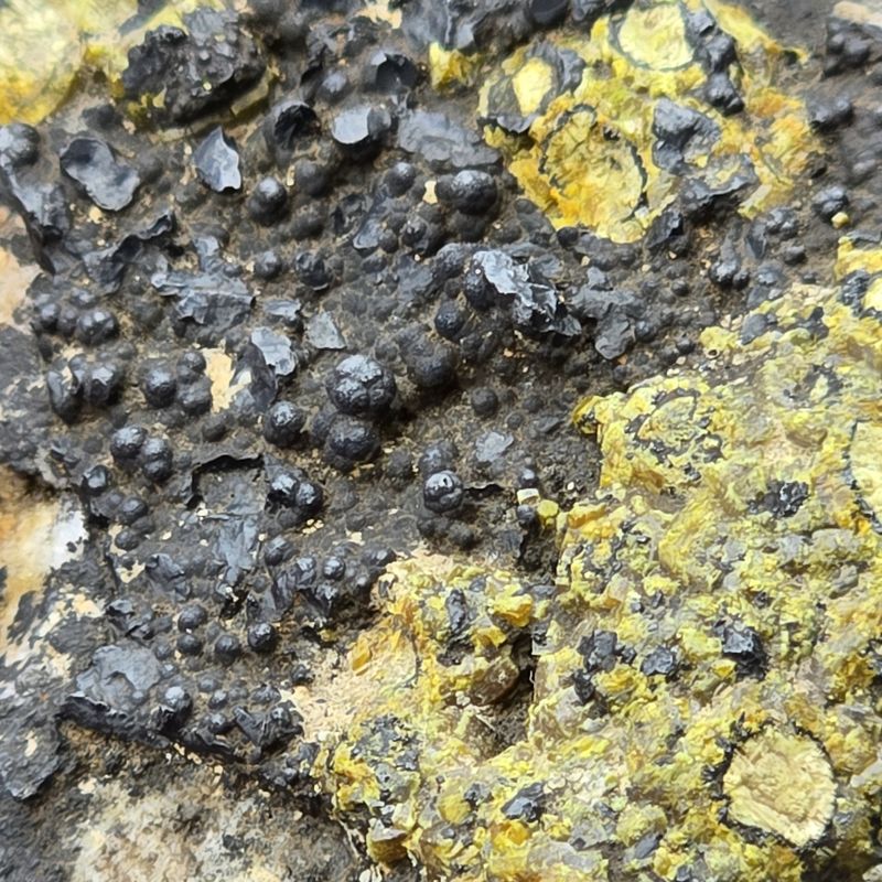 Dry Gill - Mimetite (var Camphylite) And Possible Coronadite P6.jpg