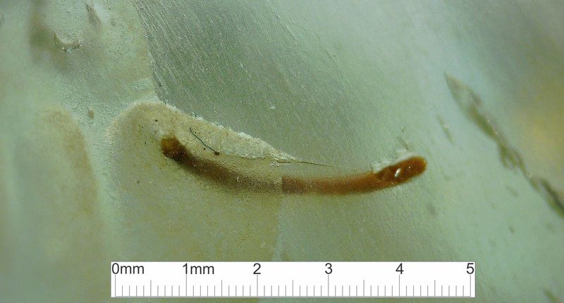 LDG_19_37_cropScale.jpg