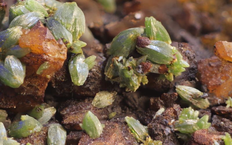 Pyromorphite, Old Sandbeds mine,Caldbeck Fells Cumbria UK V1.JPG