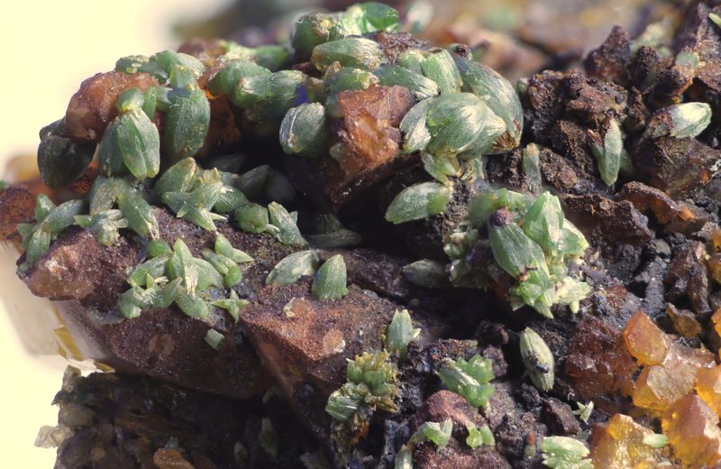 Pyromorphite, Old Sandbeds mine,Caldbeck Fells Cumbria UK V2.JPG
