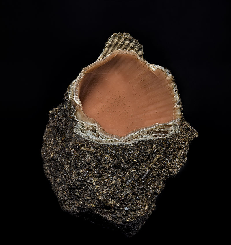 RhodoPseudoShell.jpg