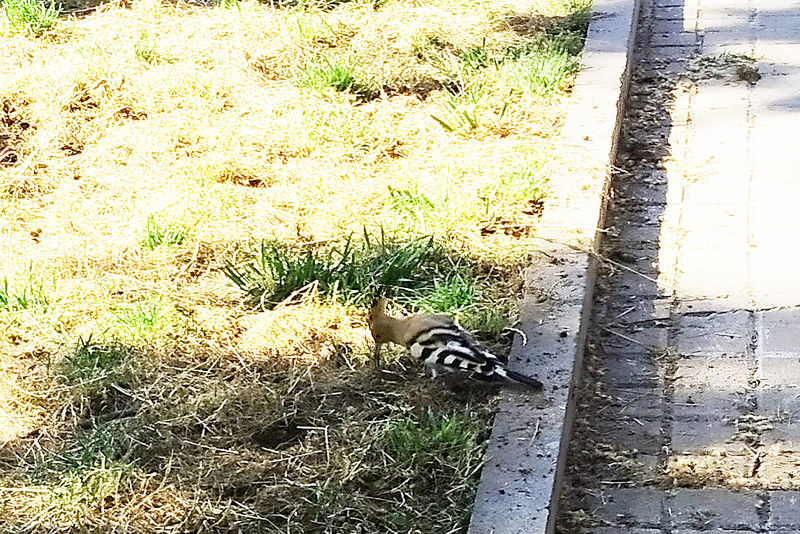 Silent Hoopoe.jpg