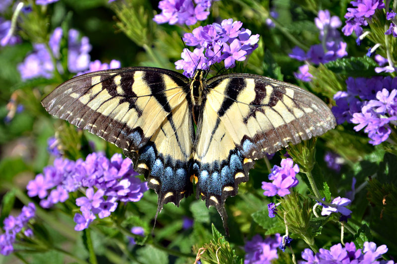 Swallowtail on verbena.jpg