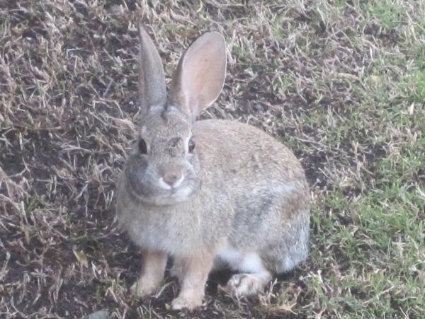 Tucson 2010 - Bugs Bunny.jpg