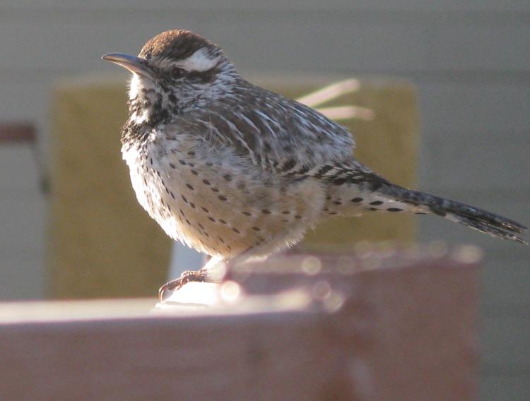 Tucson 2011 - Bird.jpg