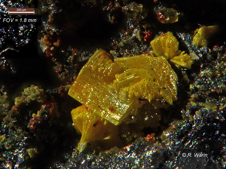 Valentinite#1-01b_R.jpg
