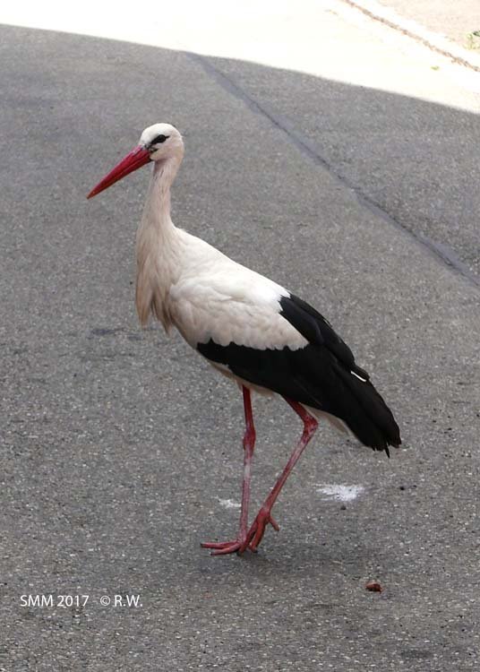 077-Cigogne_00551_R.jpg