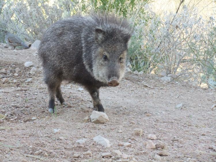 1 Javelina.jpg