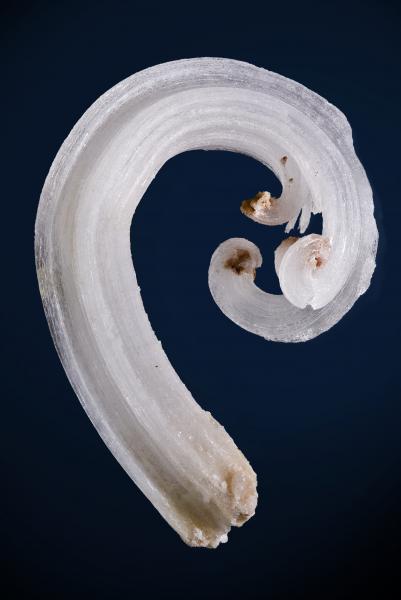 Aragonite-Terlingua-Texas_1638.jpg