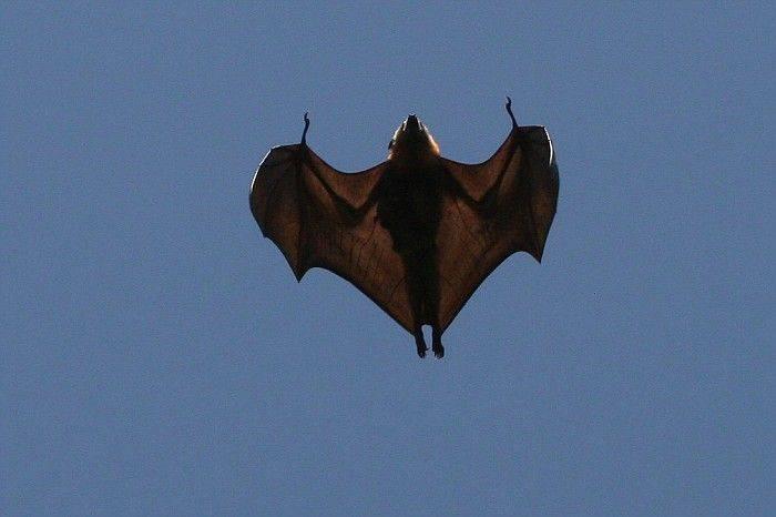 bat in flight.jpg