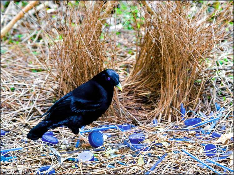 bowerbird.jpg