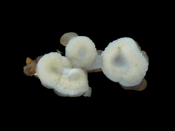 calcédoine mine des rois 4cm.JPG