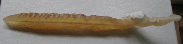 Calcite tube3.jpg