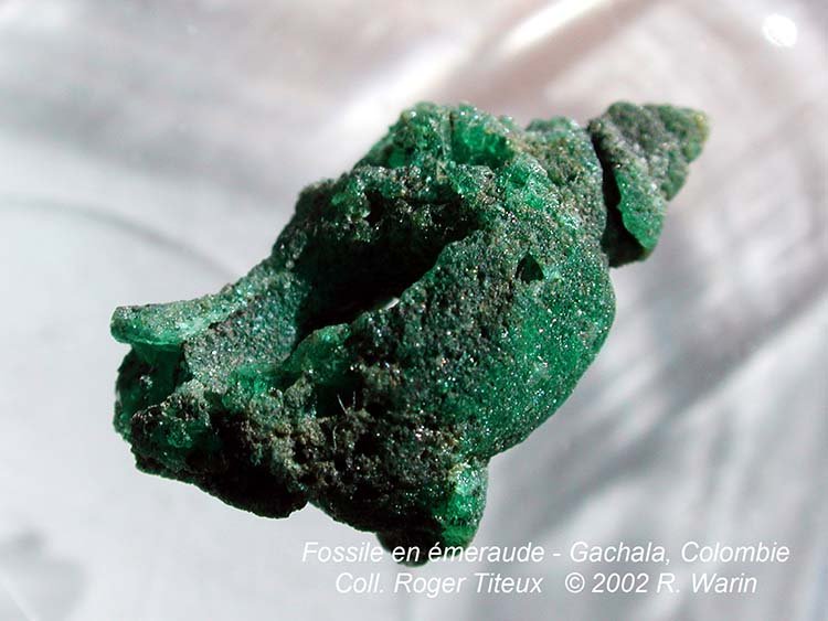 Copie de Fossile-emeraude2284_R.jpg