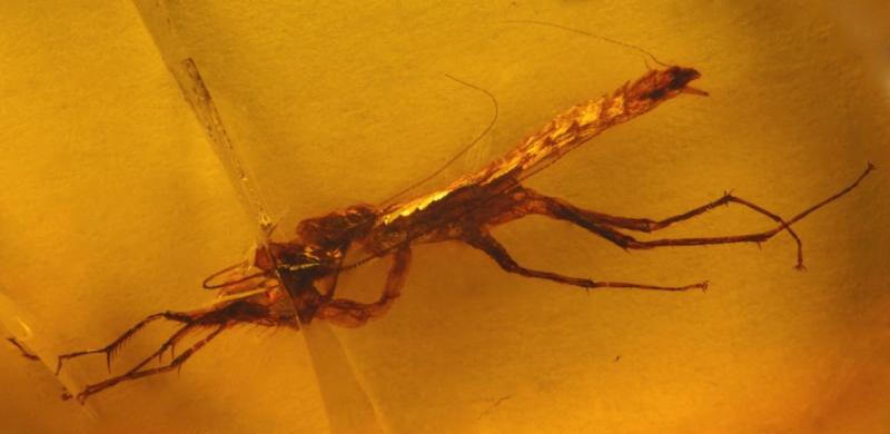 Cretaceous mantid Burma.jpg