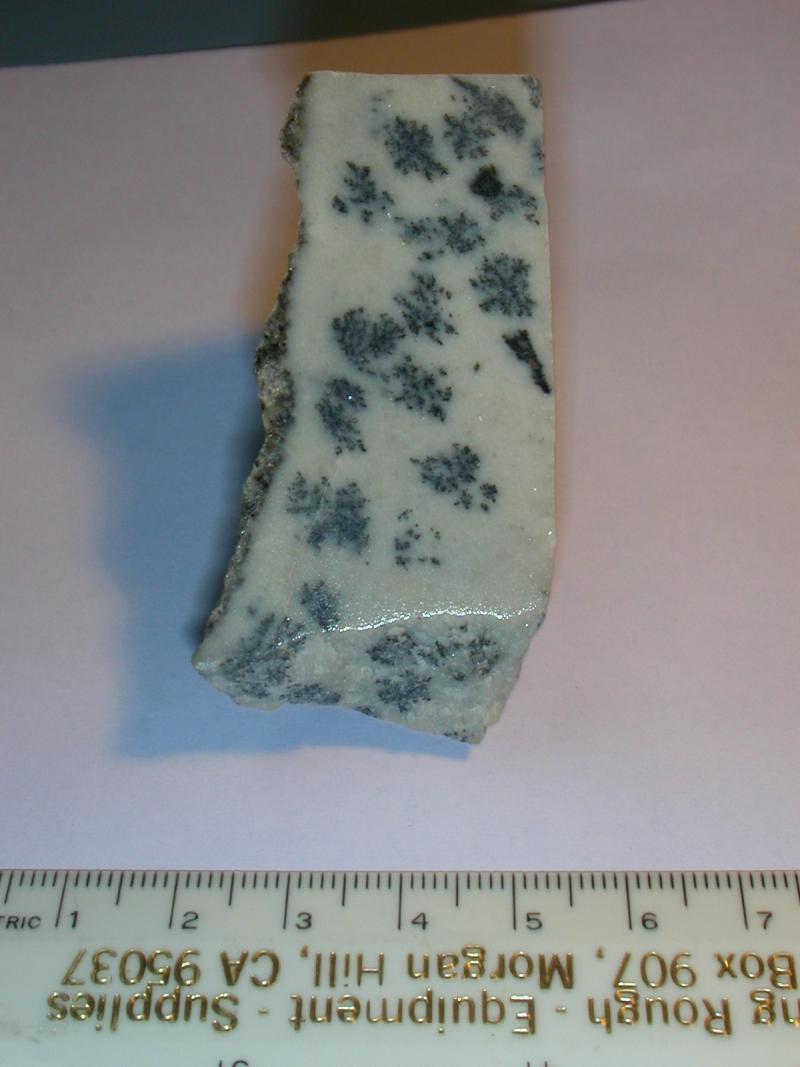 dalmatian stone - Md.JPG