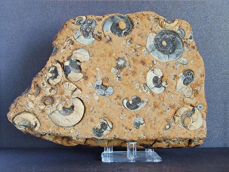 fossil plate, caton moor.JPG
