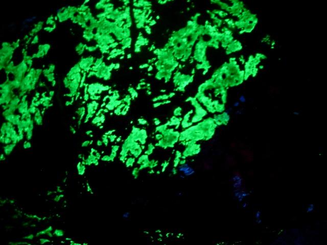 green fluorescent 005.JPG