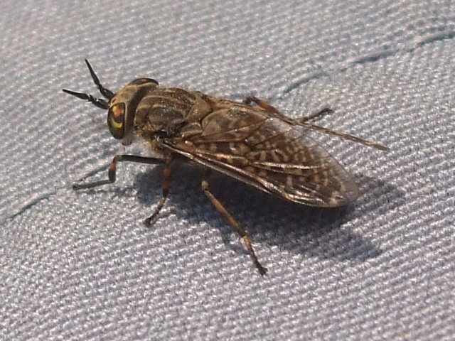 Horsefly 10mm.jpg