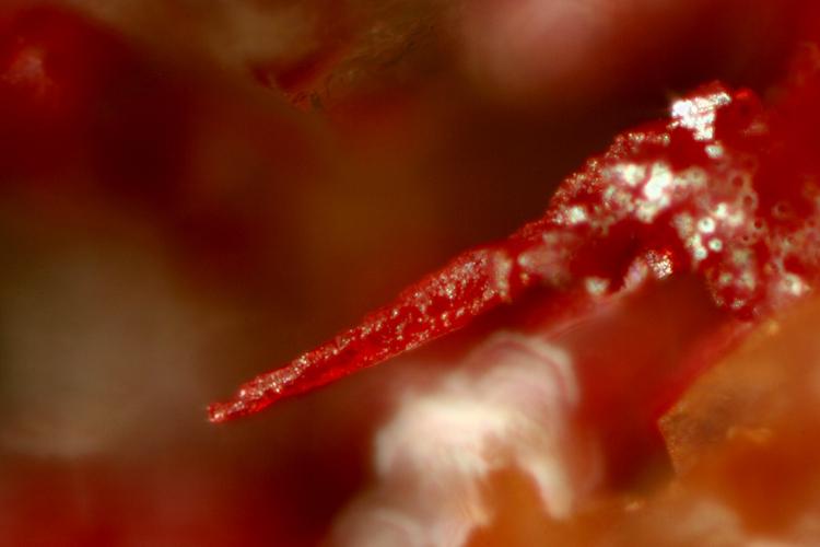 Huron River cinnabar-1mm-sm.JPG