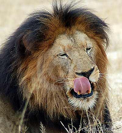 lion-licking-his-lips-9530913.jpg
