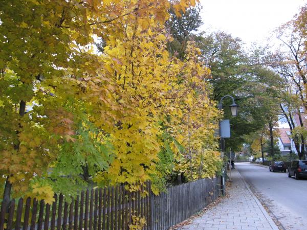 Munich 2009 - Fall.jpg