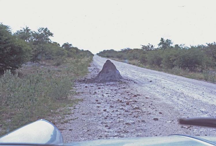 Namibia Tsumeb area - overnigt ant hill 1974 70.jpg