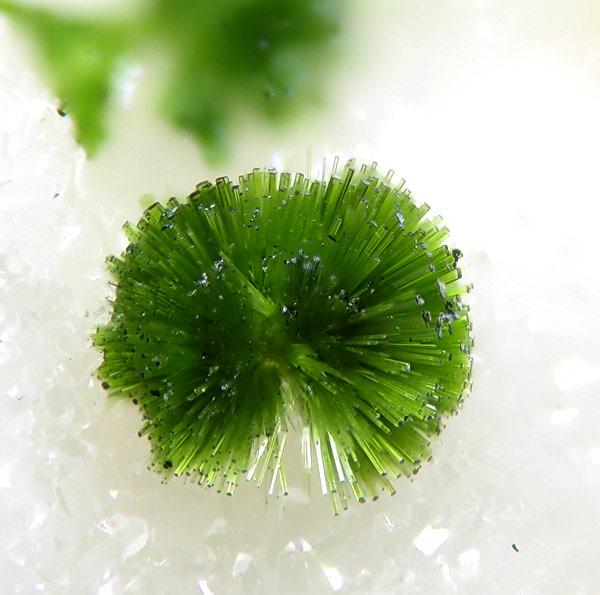 Olivenite Clara Mine Germany.jpg