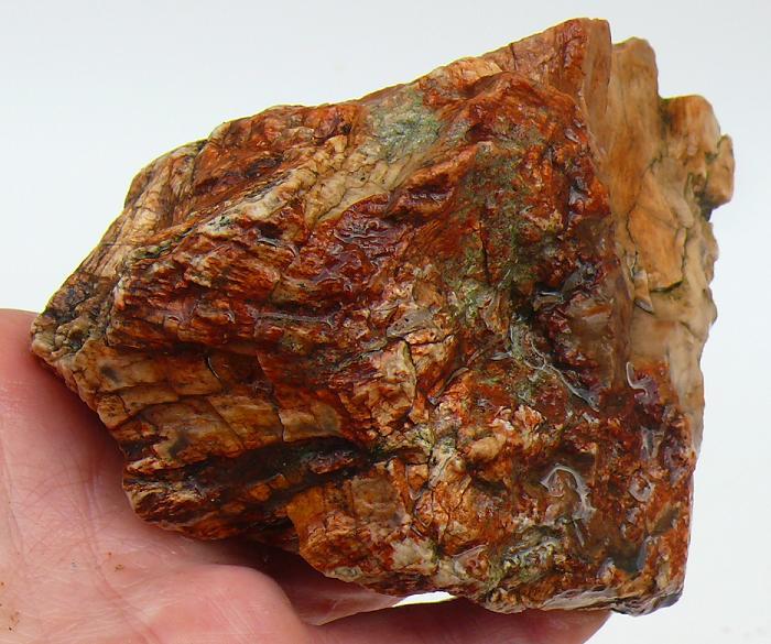 oreagon petrified wood2.JPG