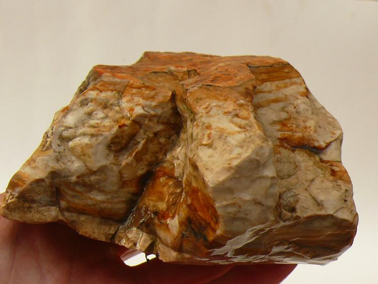 oreagon petrified wood.JPG