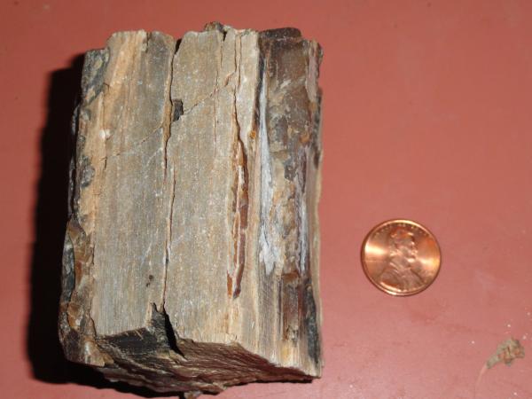 Petrified Wood.JPG