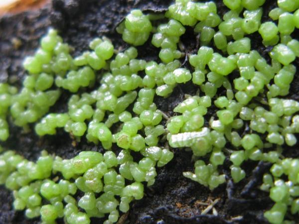 Pyromorphite Vegadeo after sun light.jpg