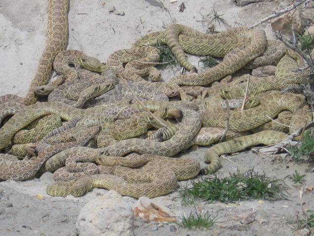 Rattlesnake Nest.jpg