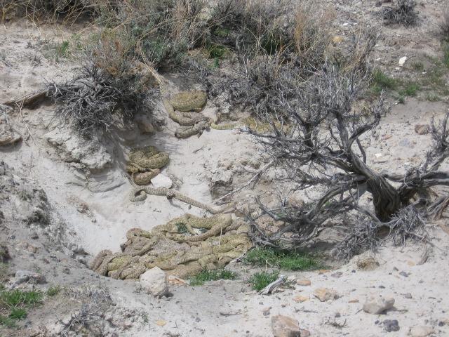 Rattlesnake Nest (2).jpg