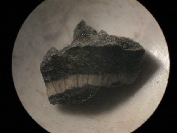 Rocosaur.JPG
