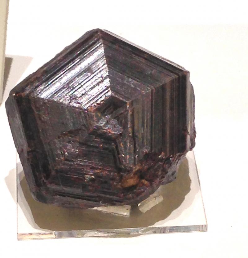 Rutile sixling (CM21515).jpg