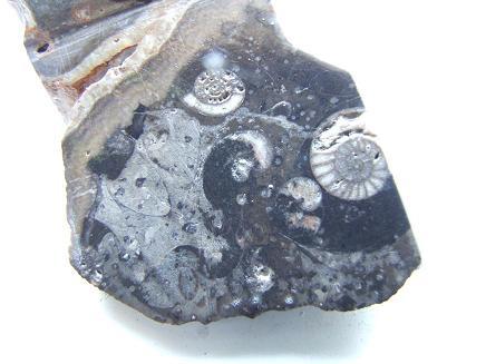 septarian ammonite 1.JPG