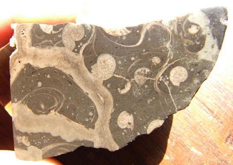 septarian ammonite 2.JPG