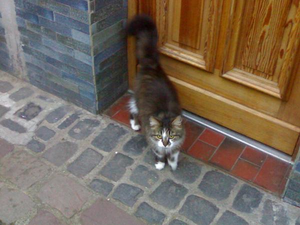 Ste. Marie 2010 - The guardian cat.jpg